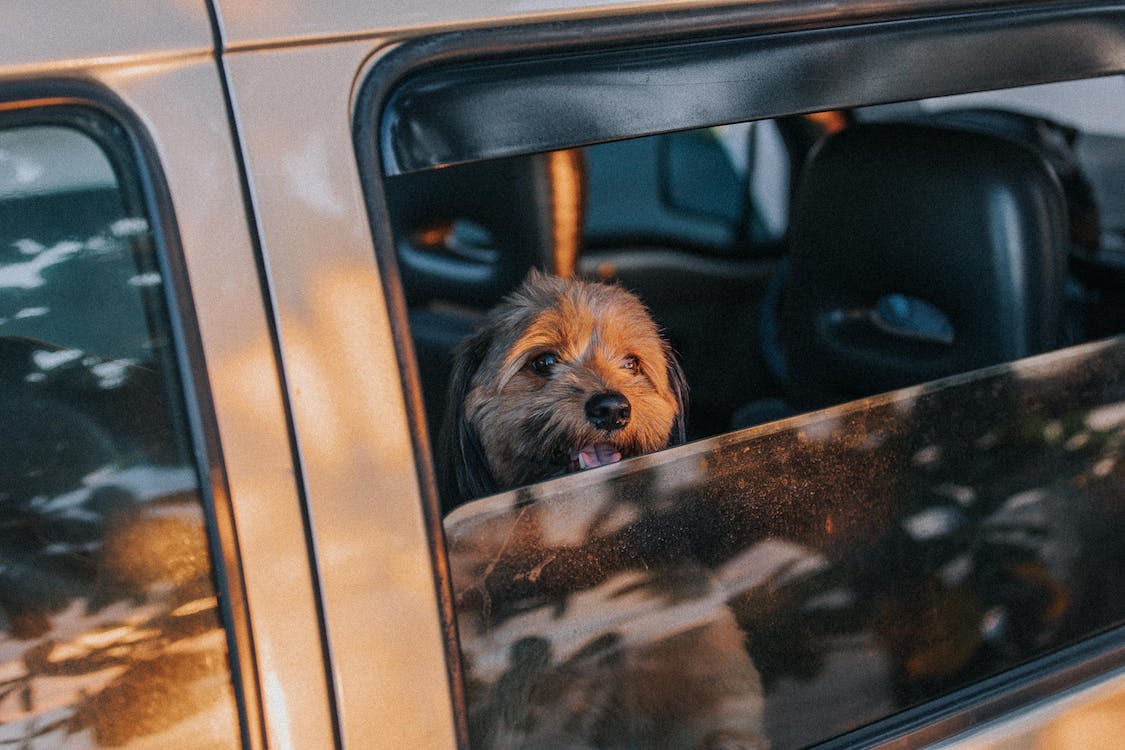 Pet Transport